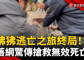 狒狒逃亡之旅終局！落網驚傳搶救無效死亡