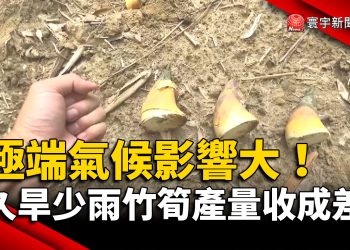 極端氣候影響大！台南久旱少雨竹筍產量收成不樂觀