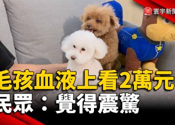 毛小孩血液上看2萬元 民眾：覺得震驚